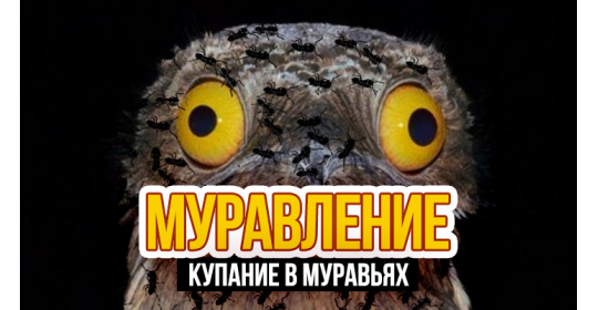 Муравьиные ванны – гигиена прежде всего